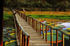 Hotel Pantanal Norte