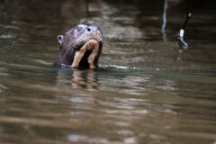 Anakonda Amazon River Cruise
