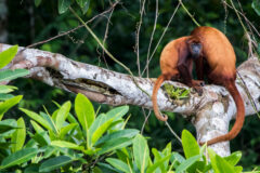 Anakonda Amazon River Cruise
