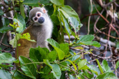 Manatee Amazon Explorer