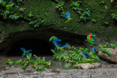 Manatee Amazon Explorer