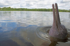 Manatee Amazon Explorer
