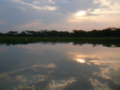 Pantanal view