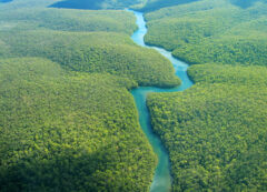 Amazon rainforest
