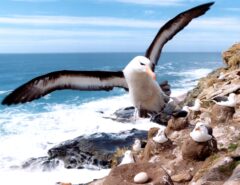 ECU_Albatross_WillR_freewithcredit