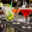 cocktails