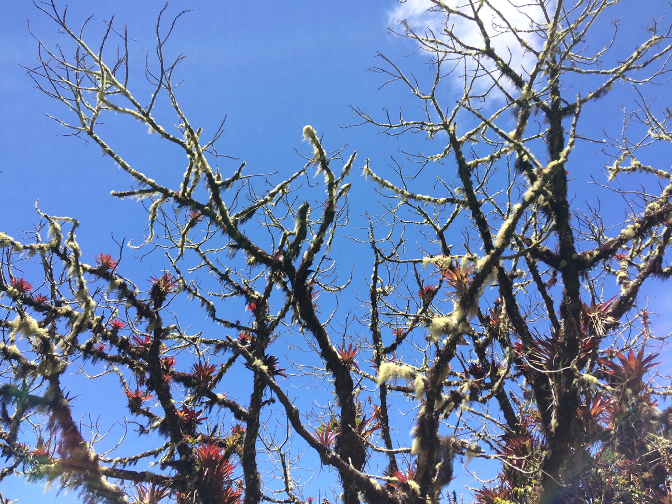 COS_TreeWithBomeliads_RA_free