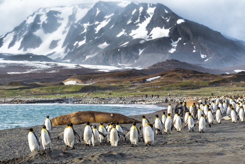 Antarctica_SouthGeorgia