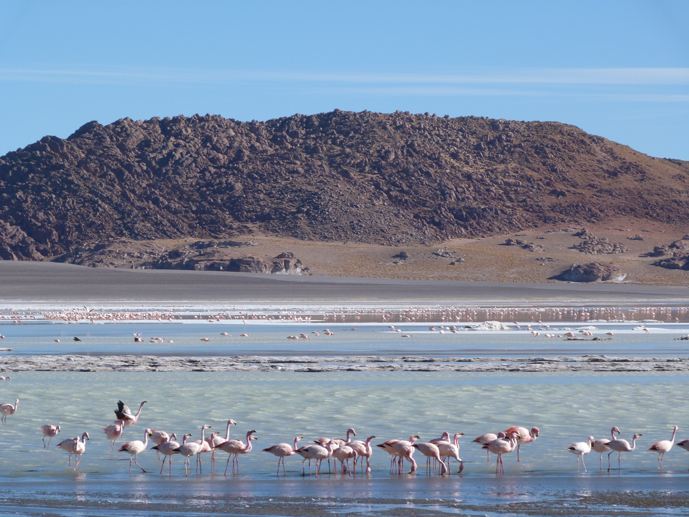 Arg_Salta_Puna_Flamingos_DN_Free (28)
