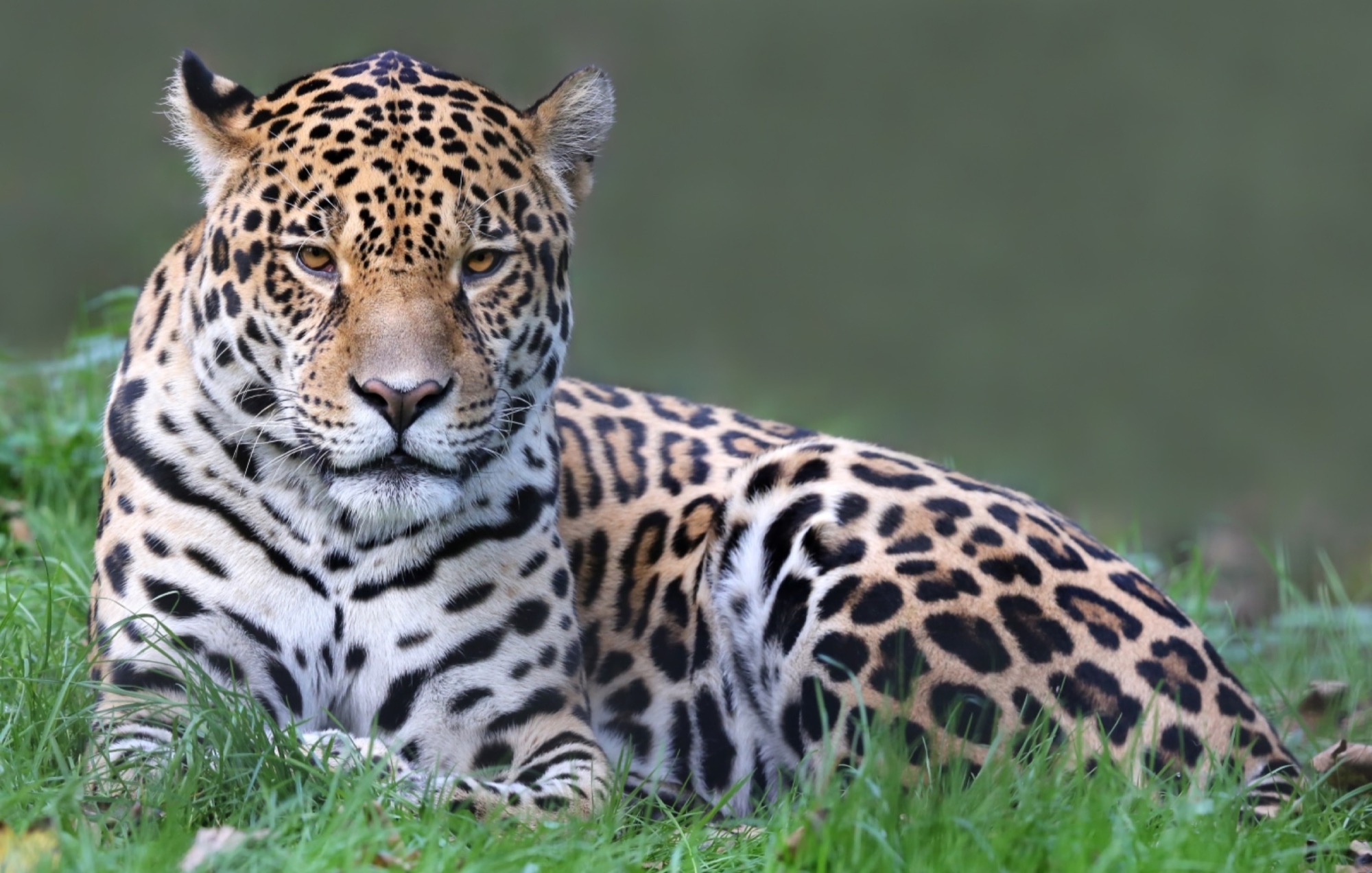 Brazil_Wildlife_ShutterStock-jaguar