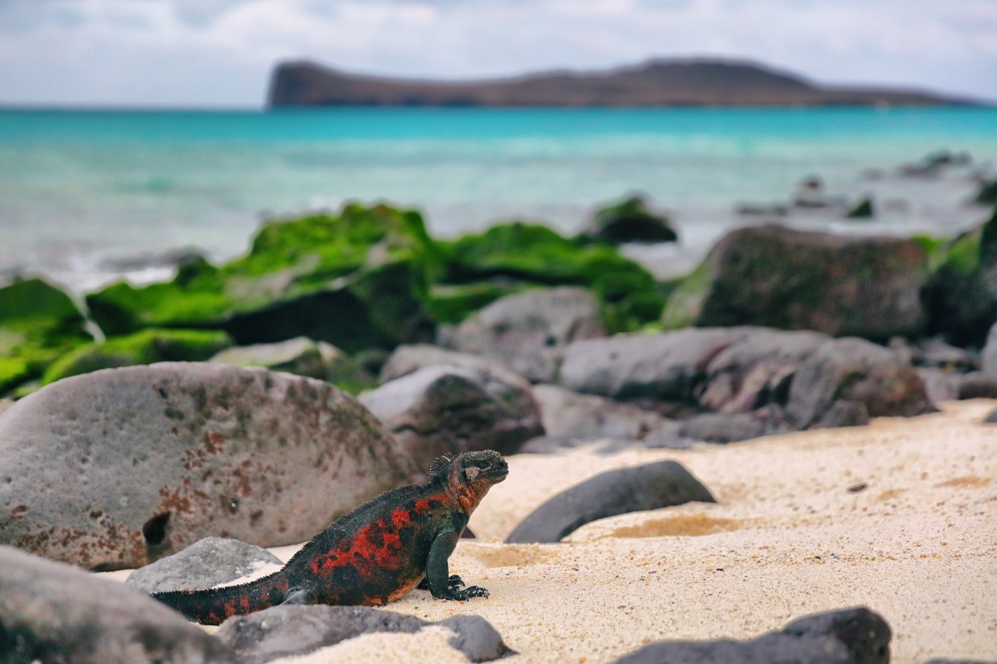 GAL_MarineIguana_shutterstock_1070249933_freewithcredit