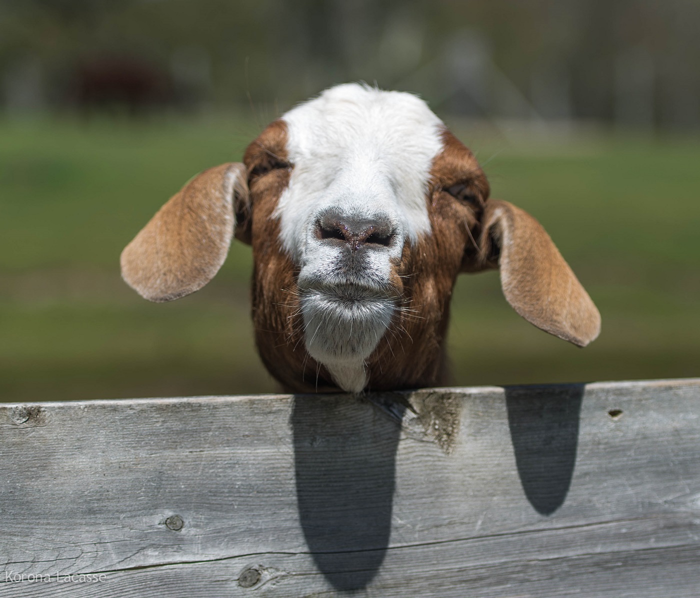 goatgoat