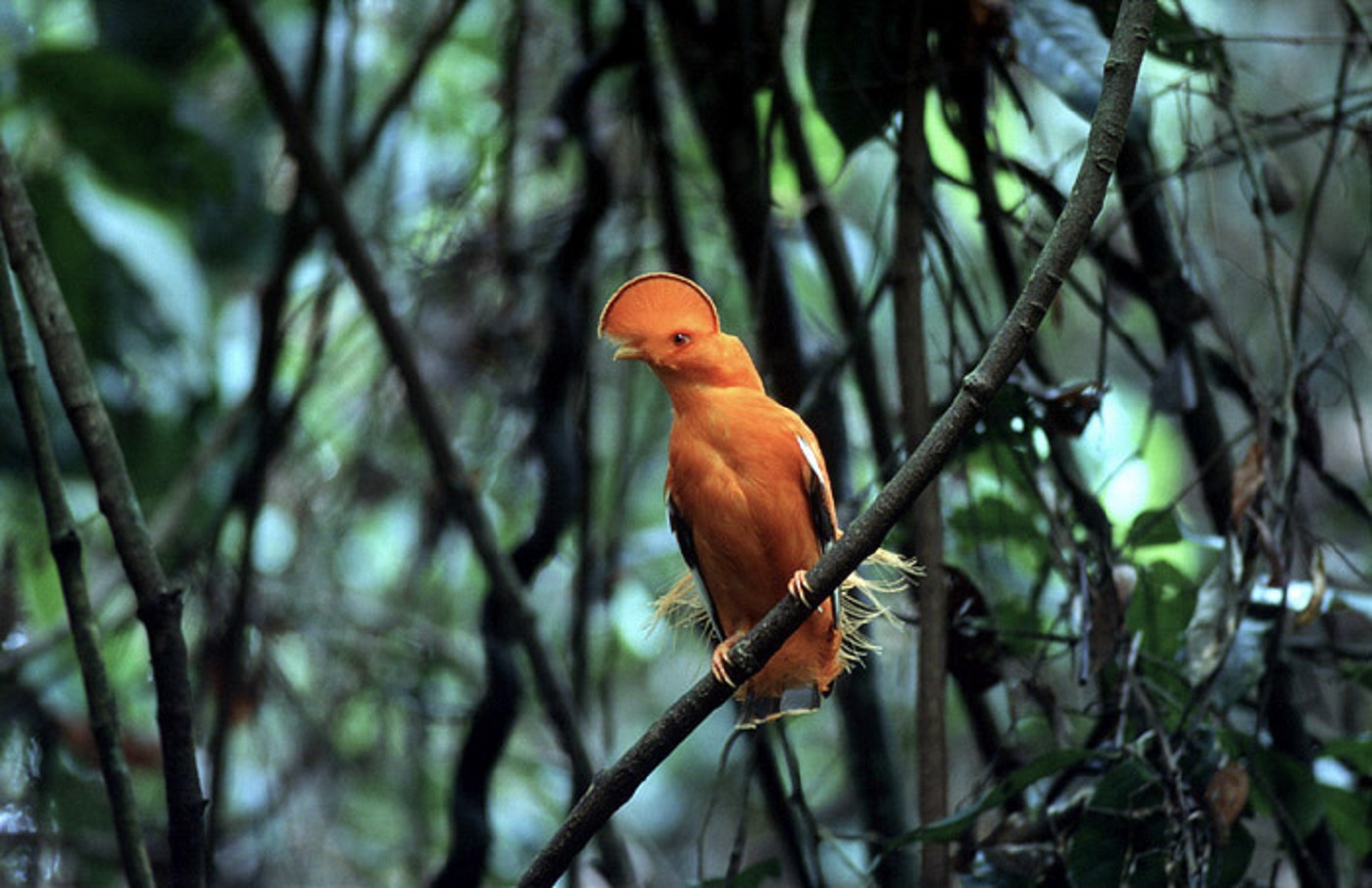 GuyanaIwokrama-WILDERNESS001