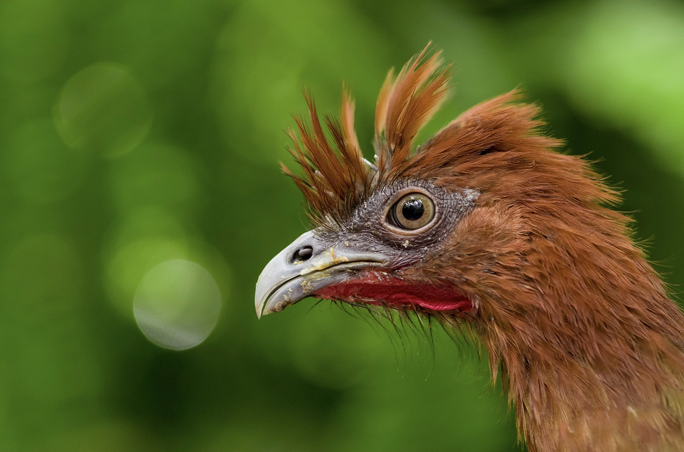 Wildlife-ShutterStock-39