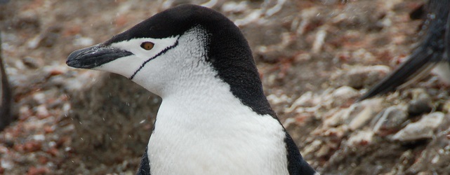 ANT_ChinstrapPenguin_KeithTurner_freewithcredit (2)