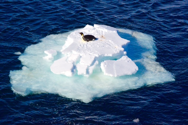 ANT_EmperorPenguin_LMF_free