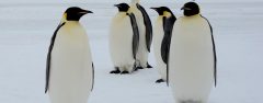 ANT_EmperorPenguins_Oceanwide_freewithcredit