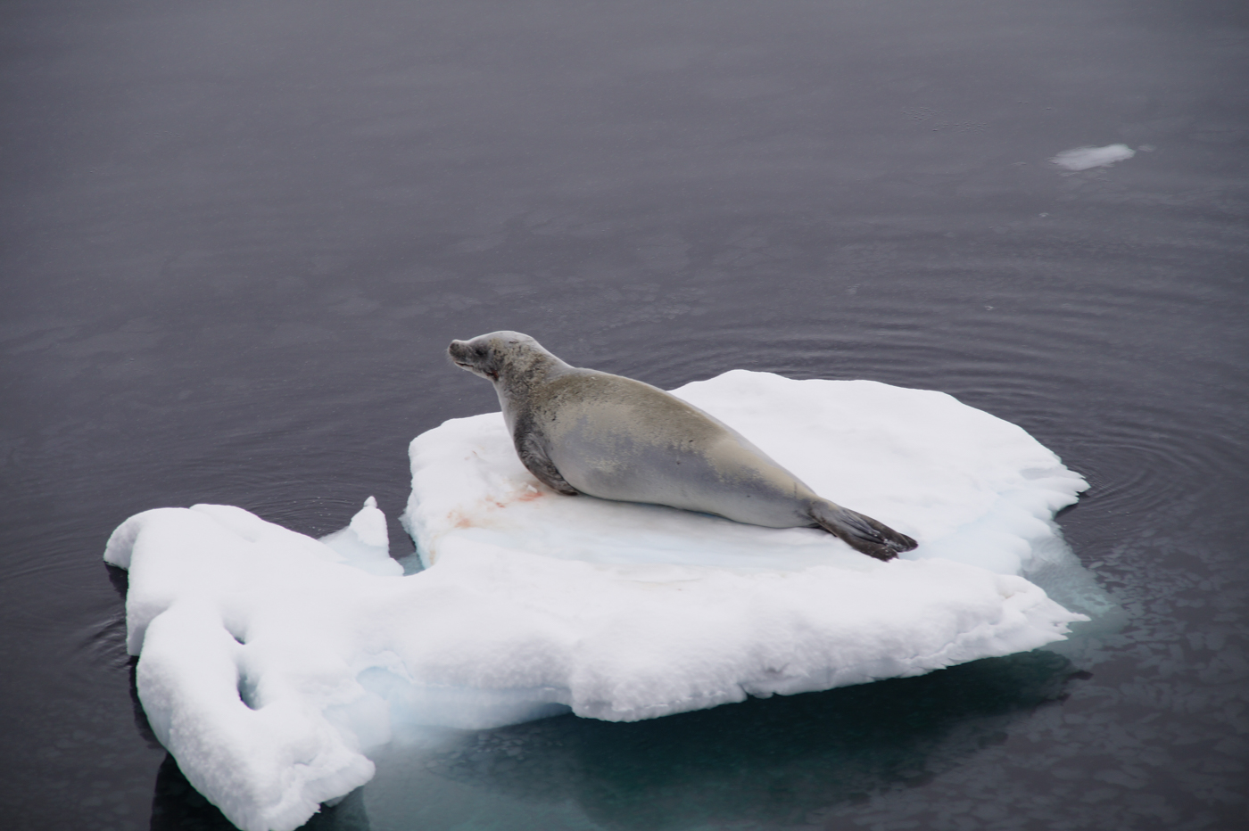 ANT_Furseal_SAB_free