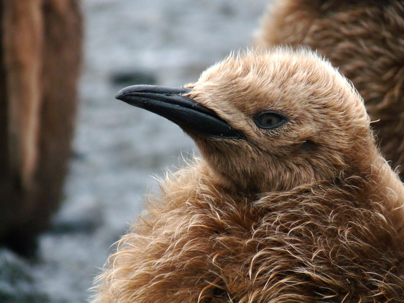 ANT_KingPenguinChick_SylviaAndMartinJones_freewthcredit