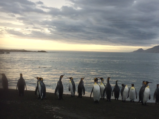 ANT_KingPenguins_LMF_free (2)