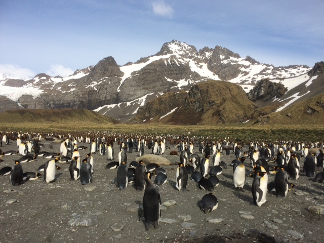 ANT_KingPenguins_LMF_free