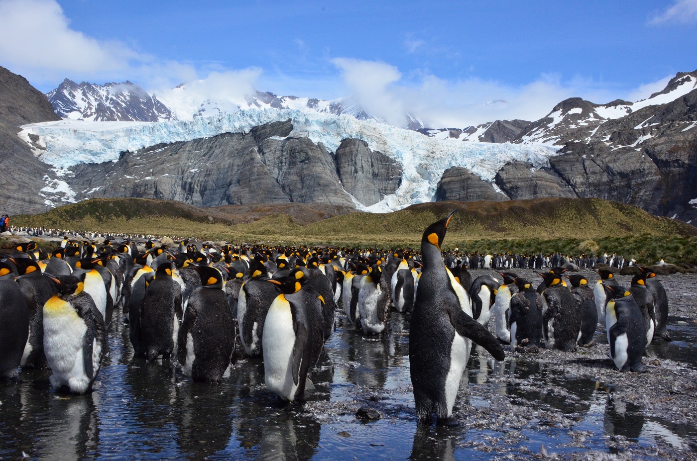 ANT_SouthGeorgia_GoldHarbour_KingPenguins_LMF_free King penguins in Gold Harbour, South Georgia