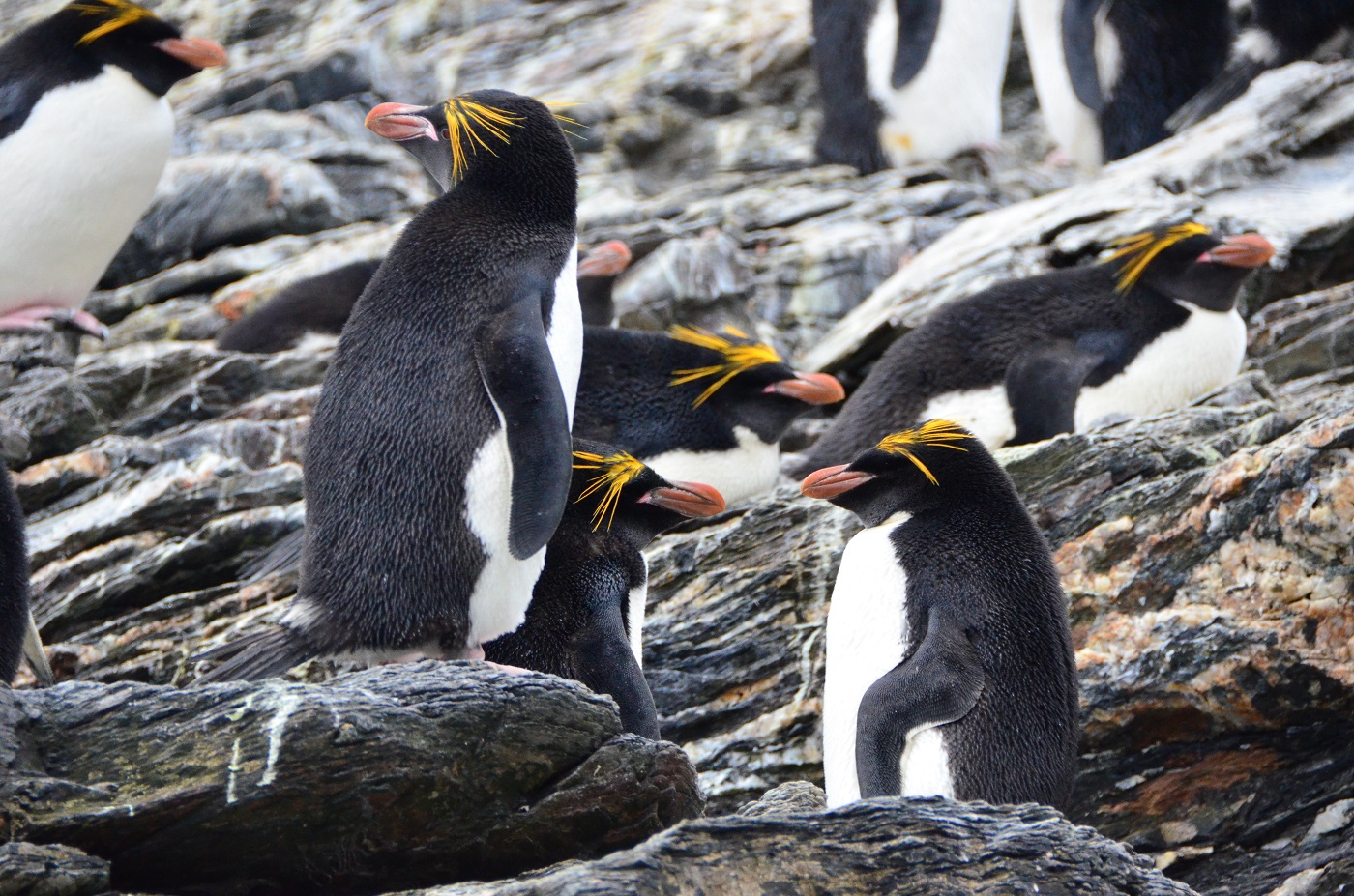 ANT_SouthGeorgia_RoyalBay_Macaroni_LMF_free ANT_SouthGeorgia_RoyalBay_Macaroni_LMF_free