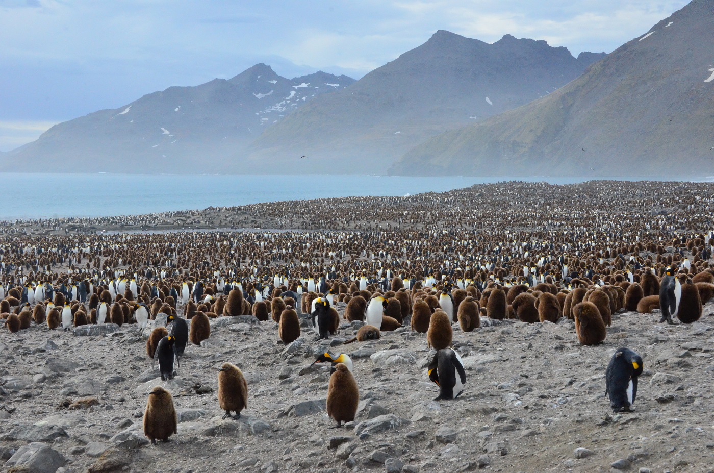 ANT_SouthGeorgia_StAndrewsBay_KingPenguins_LMF_free penguins