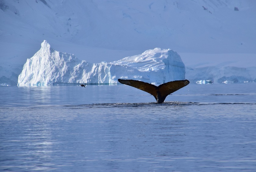 Antarctica_AntarticPeninsula_MaryAnneNelson-114