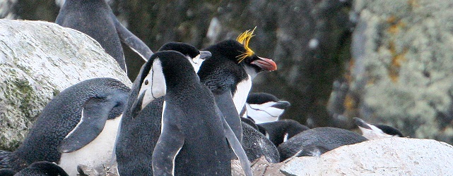 ANTMacaronipenguinSylviaMartinJonesfreewithcredit