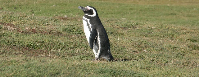 ANTMagellanicpenguinSylviaMartinJonesfreewithcredit