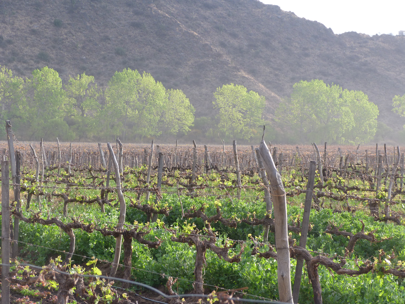 Arg_Cafayate_dn_free (9)