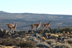 arg_guancos_los_sauces_free