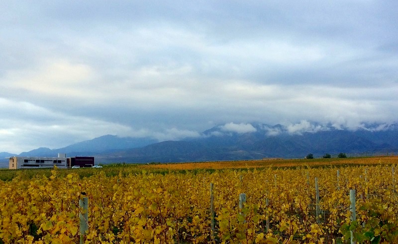 ARG_Vineyard_CHT_free