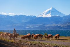 Herd of cows in the Argentinian Lake District