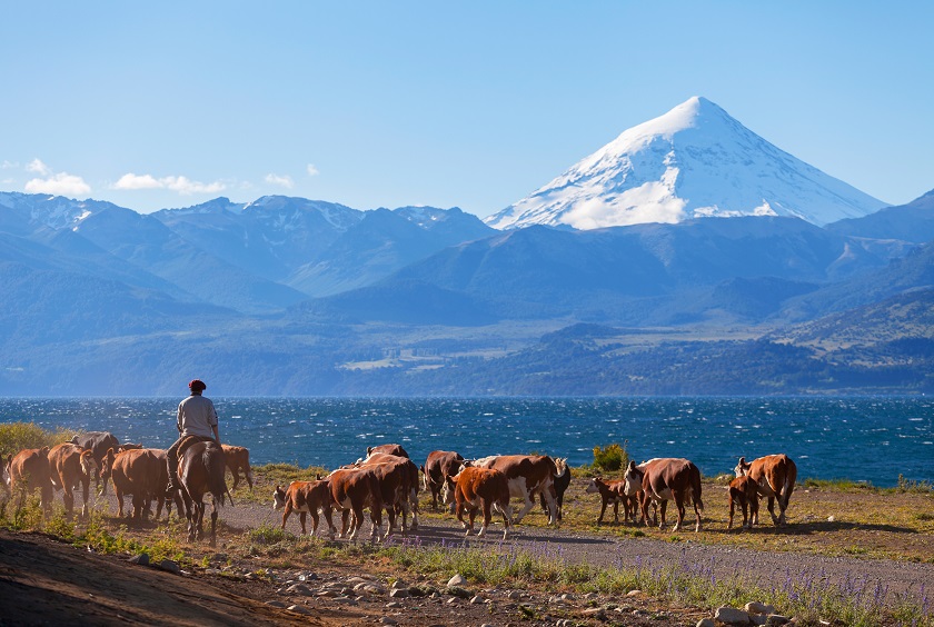 ARG_VolcanoLanin_shutterstock_125021651 Herd of cows in the Argentinian Lake District