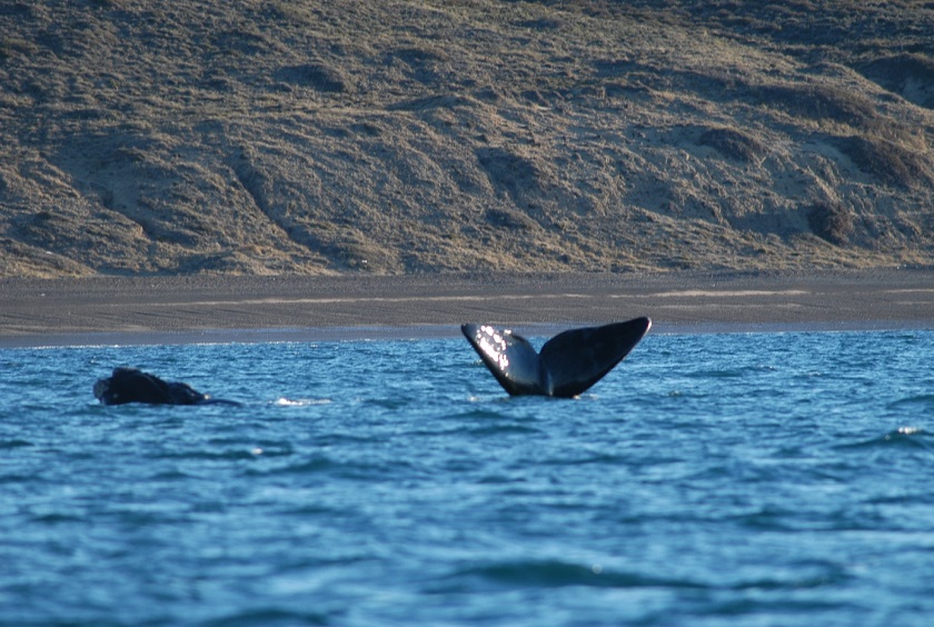 Argentina_ValdesPeninsulaandPuertoMadryn-2
