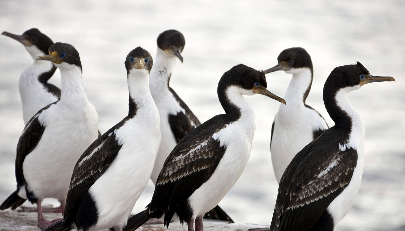 cormorant-ushuaia