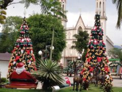 BRA_Praia Grande_Christmas Trees_S Brazil_CJ_Free