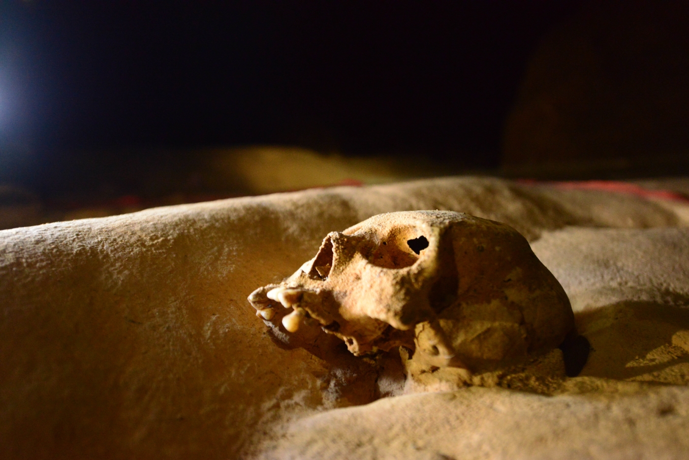 BEL_ATM_Skull_TB_free