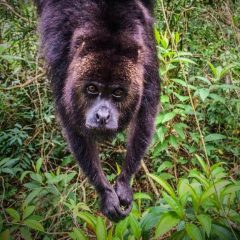 BEL_HowlerMonkey_WildBelize_RLinder