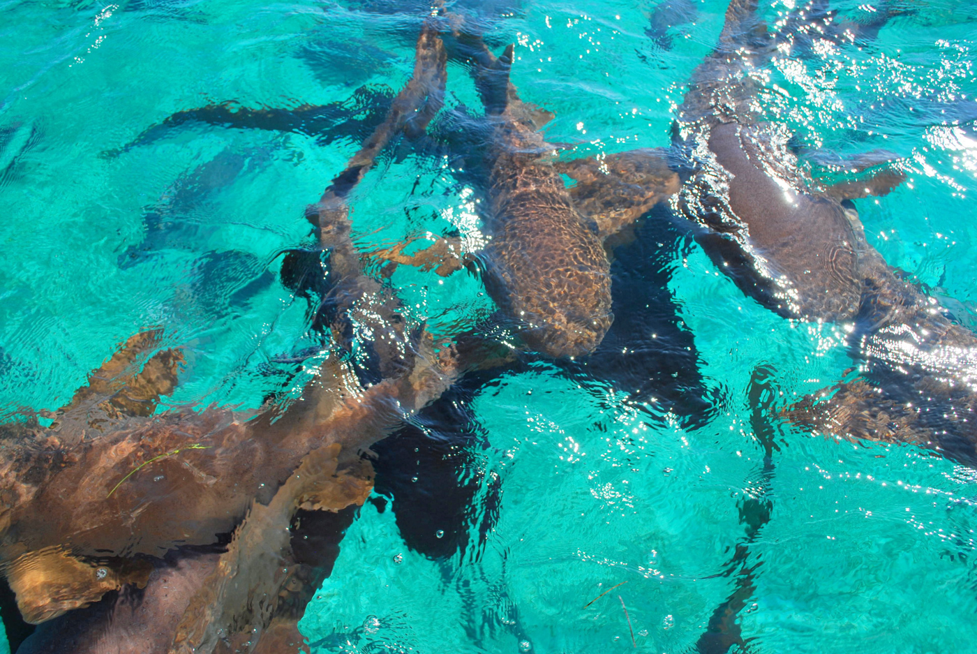 BEL_SharkRayAlley_NurseSharks_LRD_free