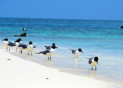 BIRDS ON BEACH IN BELIZE