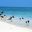 BIRDS ON BEACH IN BELIZE