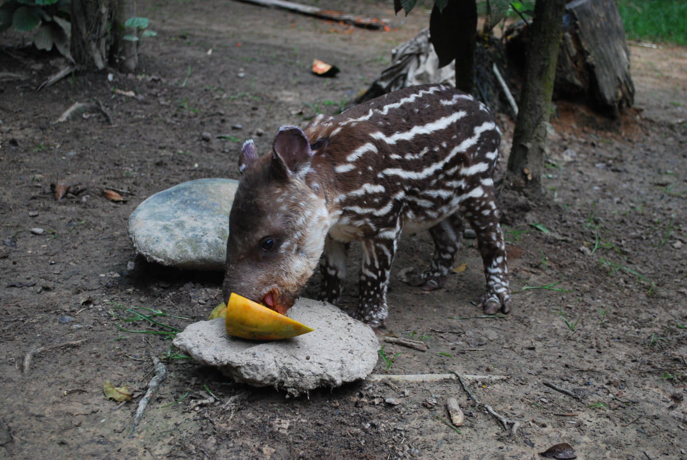 BOL_Amazon_ChalalanEcolodge_CJ_free (2)