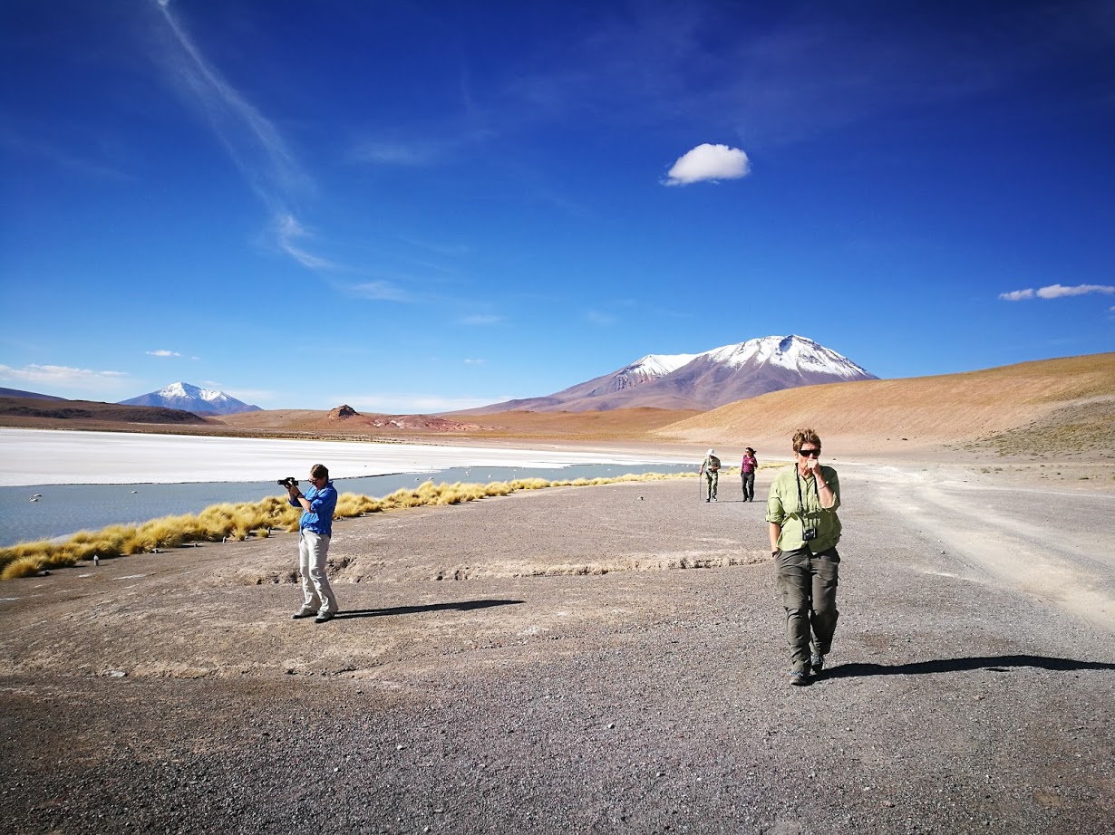 BOL_Flamingo_unknown_free