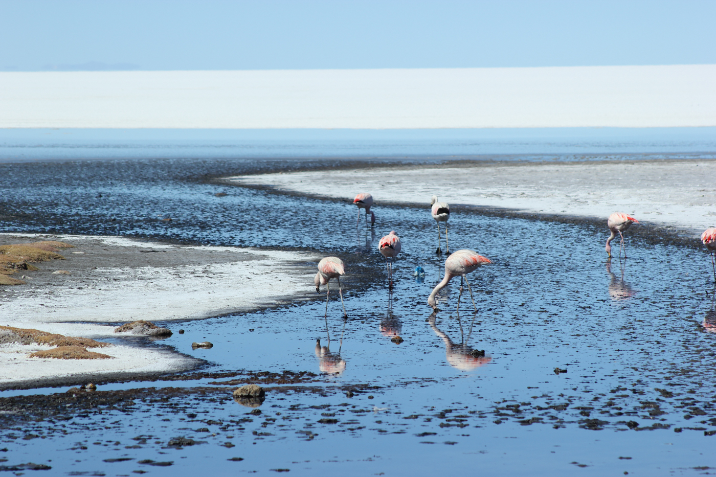 BOL_Uyuni_Flamingos_DavidMason_Client_free