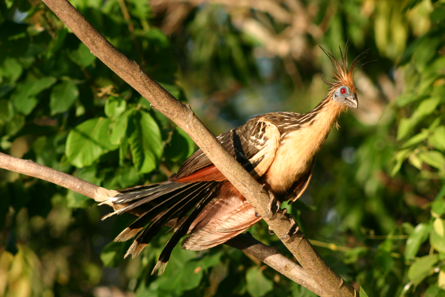 Hoatzin_Kate Hughes_FREE Hoatzin_Kate Hughes_FREE
