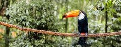 BRA_AmazonToucan_shutterstock154574105_freewithcredit