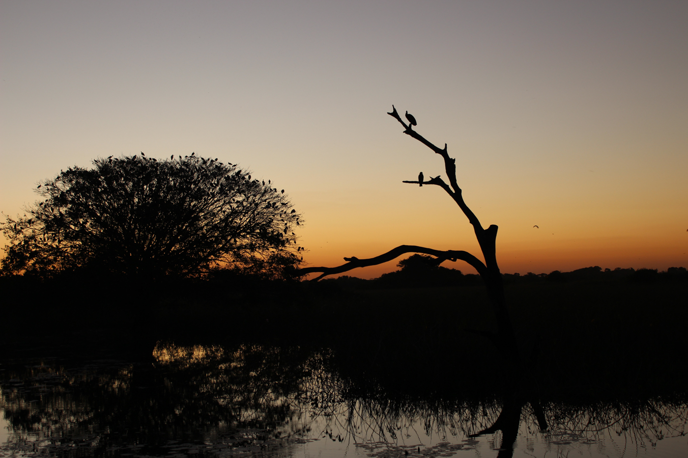 BRA_Birdlife_sunset_HB_free